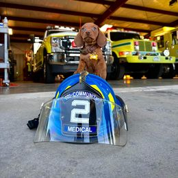 Dachshund Puppies from Golden Creek Farm