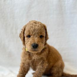 Girl 5 - Apricot female Goldendoodle puppy in Valley Farms, Arizona from Gall’s Doodle Ranch