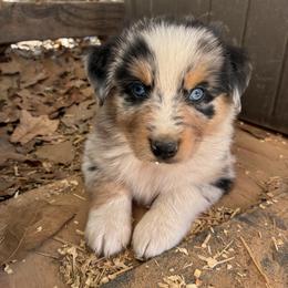 Bud - Blue merle male Australian Shepherd puppy in Bennington, Oklahoma from Hang tight Aussie co