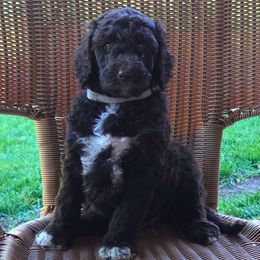 Benji - Tri-color male Bernedoodle puppy in Aurora, Colorado from Simply Amazing Doodles