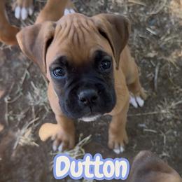 Dutton (AKC) - Fawn male Boxer puppy in Galt, California from Black Dymond Boxers