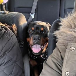 Rottweiler Puppies from Alpha Co. Rottweilers