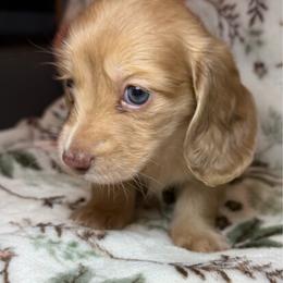 Celine - Chocolate and cream female Dachshund puppy in Hilliard, Florida from Divine Dachshunds of Duval