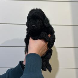 Iggy Azalea - Black and white female Aussiedoodle puppy in Payson, Utah from Country Sky Doodles