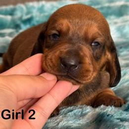 Red Girl 2 - Red female Dachshund puppy in Hickory, Kentucky from NanoDachs