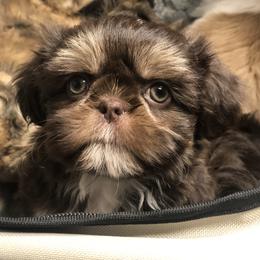 Lady - Chocolate and tan female Shih Tzu puppy in Milton, Florida from Shih tzu adventures of Santa Rosa Florida