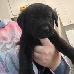 Purple - Black female Labrador Retriever puppy in Menifee, California from The Golden Leash Kennels
