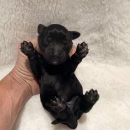 Black boy - Black male Goldendoodle puppy in Twin Falls, Idaho from Magic Valley Family Doodles