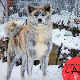 Yae - Akita