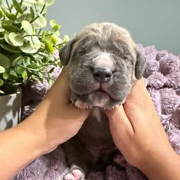 Red Collar Male - Gray and fawn male Cane Corso puppy in St. Augustine, Florida from RG2 Cane Corsos