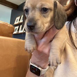 Female 1 - Fawn female Dachshund puppy in Midlothian, Virginia from RVA Dachshunds