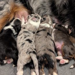 Aussiedoodle puppies from Ridgeview Aussiedoodles