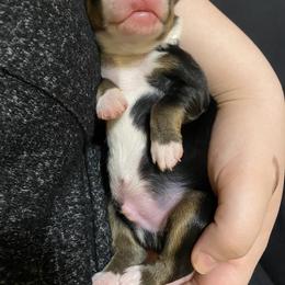 Miniature Australian Shepherd Puppies from Duncan’s Miniature Australian Shepherds