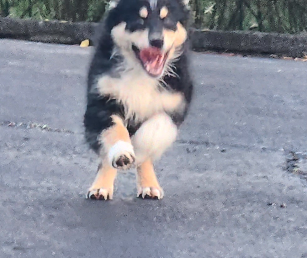 Australian Shepherd and Miniature Australian Shepherd Puppies from KSH Aussie Haven