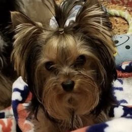 Denver - Yorkshire Terrier