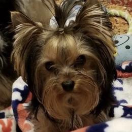 Denver - Yorkshire Terrier