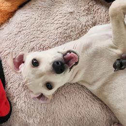 Cream Boy - Cream male Italian Greyhound puppy in Snohomish, Washington from Divine Italian Greyhounds