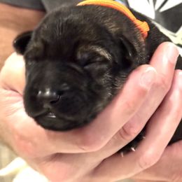 Boy 3 - Sable male German Shepherd puppy in La Porte, Indiana from Haus Kriegerhund