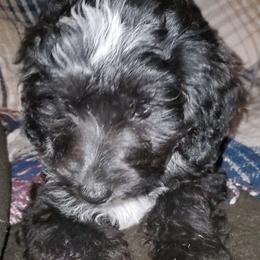 Auggie - Black and white male Sheepadoodle puppy in Bellevue, Iowa from Vivere Farm LLC et Fluffy Wonders Poms and Doodles