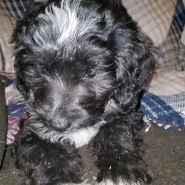 Auggie - Black and white male Sheepadoodle puppy in Bellevue, Iowa from Vivere Farm LLC et Fluffy Wonders Poms and Doodles