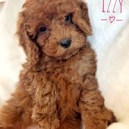 Izzy - Goldendoodle puppy from Supreme Doodles