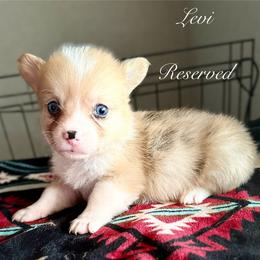 American Corgi Puppies from 5H Corgis