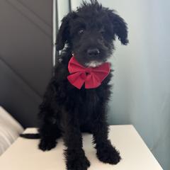 Copper - Black male Bordoodle puppy in Valley Center, California from Circle R Valley Bordoodls