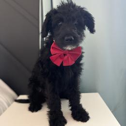 Copper - Black male Bordoodle puppy in Valley Center, California from Circle R Valley Bordoodls