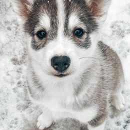 Pomskies from CNY Pocket Pomskies