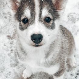 Pomskies from CNY Pocket Pomskies