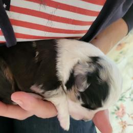 Boy 1 bmm - Blue merle male Miniature Australian Shepherd puppy in Willard, Missouri from Stoney Brook Aussies