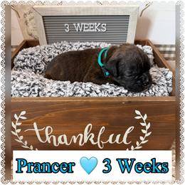 Prancer - Brindle female Boxer puppy in Greenwell Springs, Louisiana from Bayou Boxer Haus - Baton Rouge Boxers