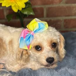Cavapoochon puppies from Kay’s Cutie Poos
