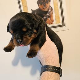 Barbie Vom Hause Pragacz aka futere Champ - Black and mahogany female Rottweiler puppy in Bartonsville, Pennsylvania from Karol's Rottweilers