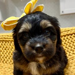Caramel The Ultra Mini Bernedoodle Tri-Color - Tri-color female Bernedoodle puppy in Herriman, Utah from Rose Canyon Doodles