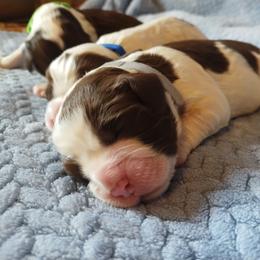 Expectant - Liver and white male English Springer Spaniel puppy in Kingsport, Tennessee from Leandra's English Springer Spaniels