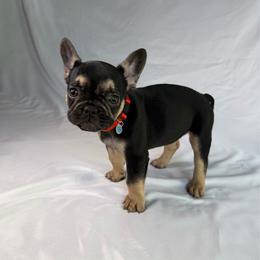 Willow - Black and tan female French Bulldog puppy in Lehi, Utah from Kellysbulldogs