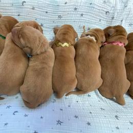 Dalmatian and Labrador Retriever Puppies from ECMO Farm Dalmatians & Labrador Retrievers