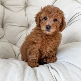 Boy 2 - Red  Poodle puppy in Orem, Utah from Daphne's Dozen
