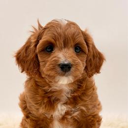 Girl 2 - Red female Cavapoo puppy in Pentwater, Michigan from Dumaw Creeks Pups