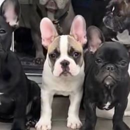 French Bulldogs from Sarah Izzett Sikora's French Bulldogs