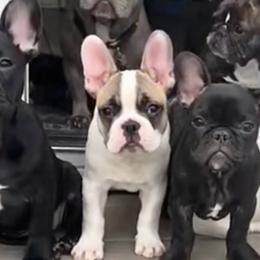 French Bulldogs from Sarah Izzett Sikora's French Bulldogs