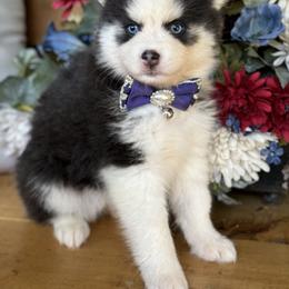 Pomsky and Siberian Husky Puppies from Hemlock Pines Pomsky