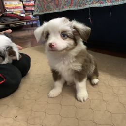 Toy Australian Shepherd Puppies from Desert Fox Aussies