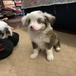 Toy Australian Shepherd Puppies from Desert Fox Aussies