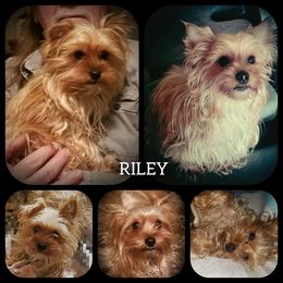 Riley - Yorkshire Terrier