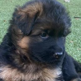 German Shepherds from Irina Viirand