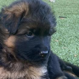 German Shepherds from Irina Viirand