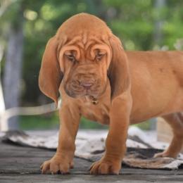 Blue collar - Red female Bloodhound puppy in New Edinburg, Arkansas from Blue Collar Kennelz