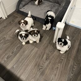 Shih Tzu Puppies from NC Stellar Puppies